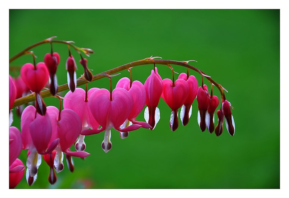 TRÄNENDES HERZ.. Foto &amp; Bild pflanzen, pilze &amp; flechten, natur Bilder