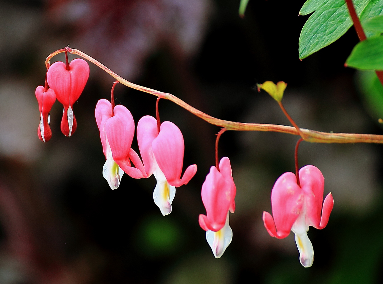 tränendes Herz Foto & Bild makro, frühling, natur Bilder auf
