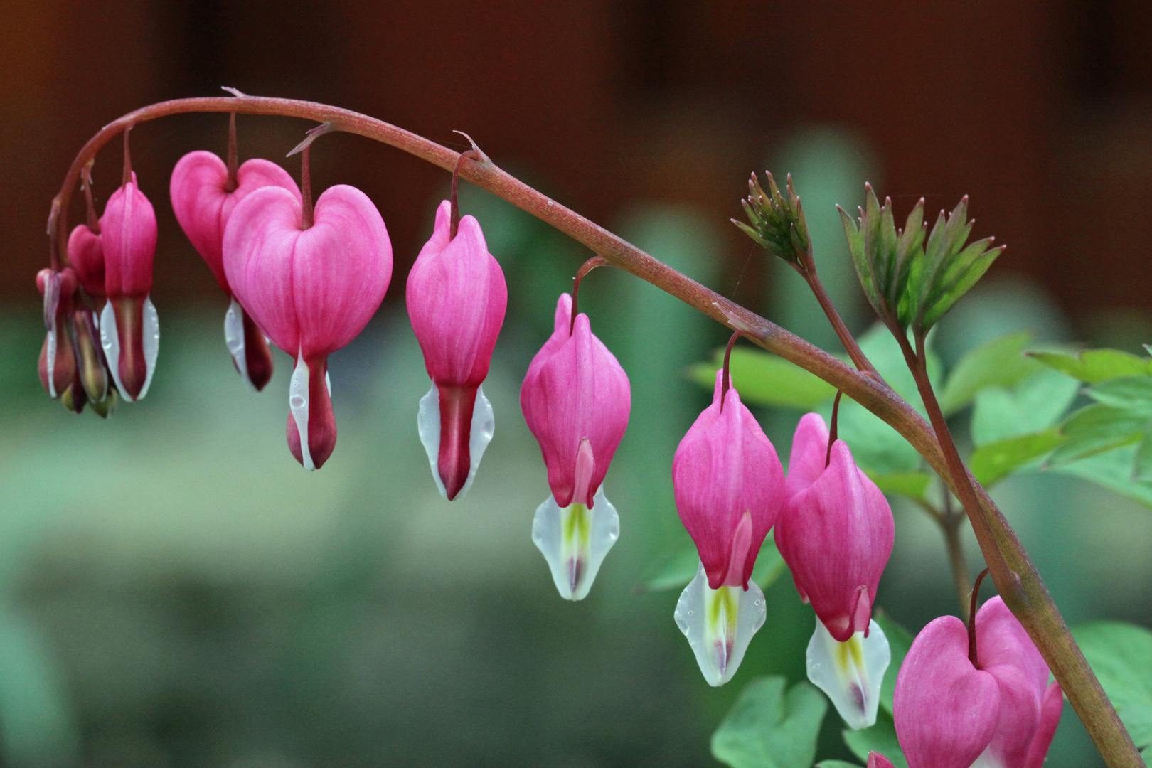 Tränendes Herz Foto & Bild pflanzen, pilze & flechten, blüten