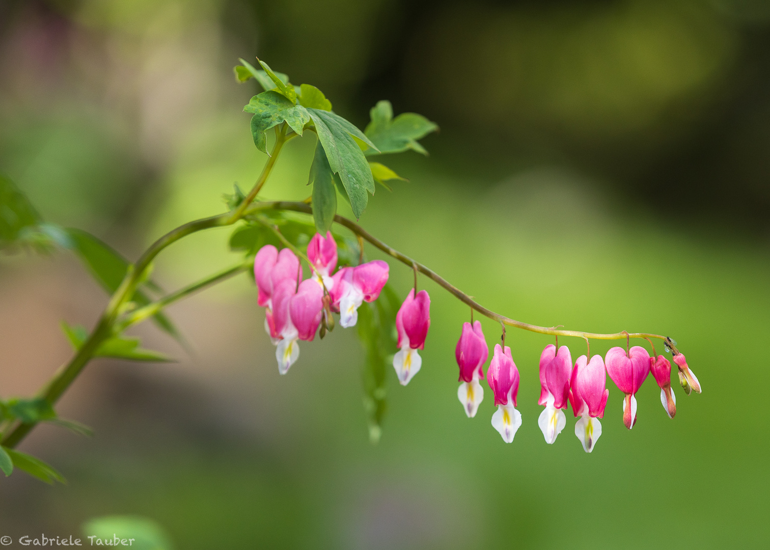 tränendes Herz (Dicentra spectabilis)