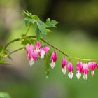 tränendes Herz (Dicentra spectabilis)