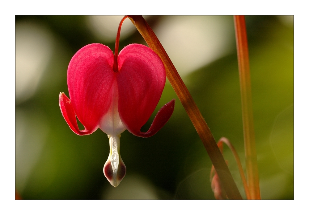 Tränendes Herz (Dicentra spectabilis)