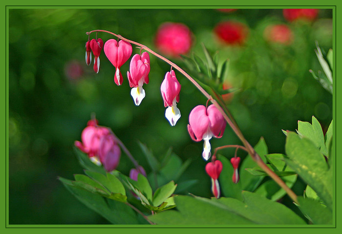 Tränendes Herz (Dicentra spectabilis, auch Herzblume genannt)