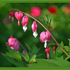 Tränendes Herz (Dicentra spectabilis, auch Herzblume genannt)