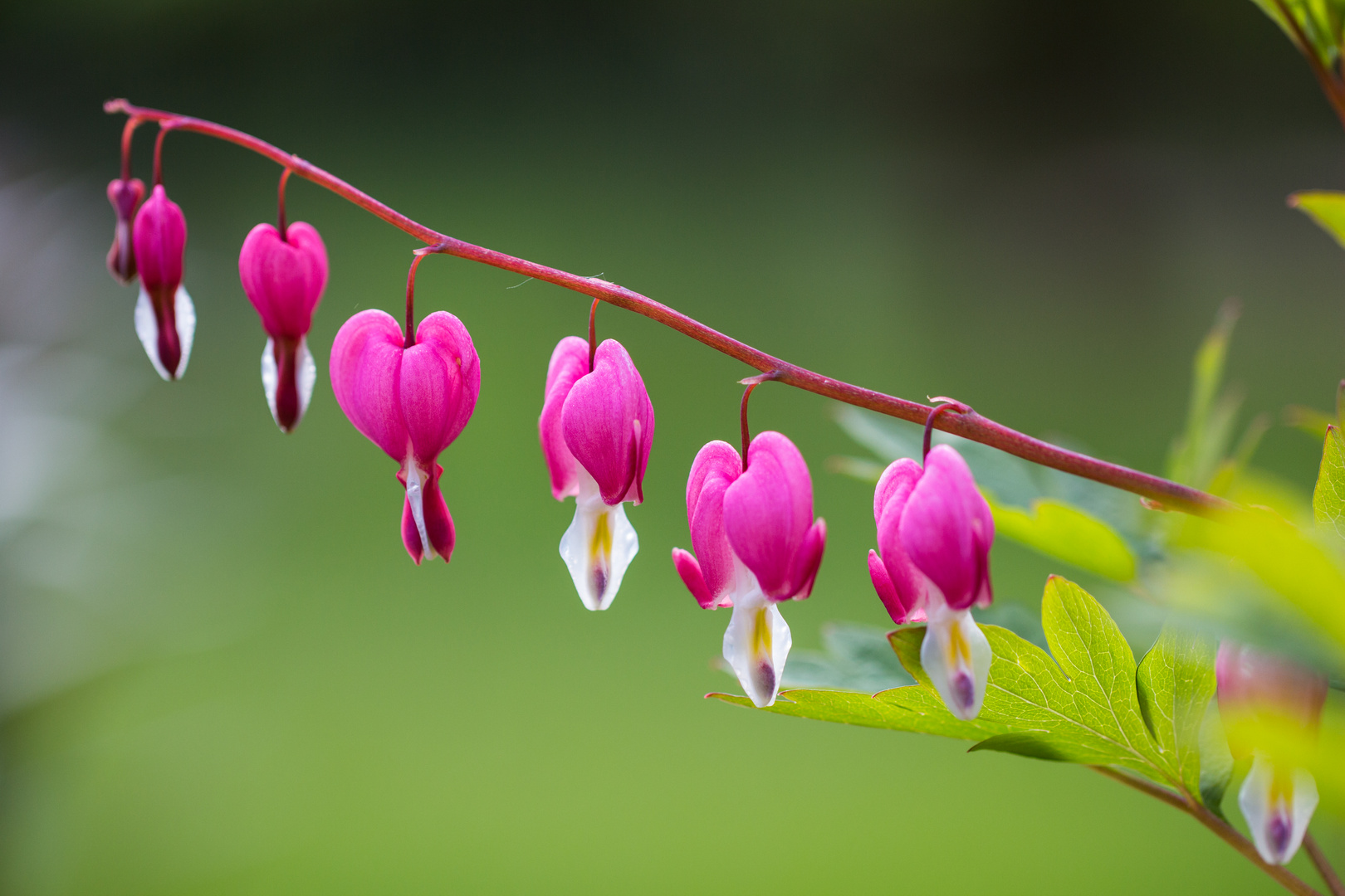 Tränendes Herz - Dicentra spectabilis