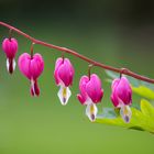 Tränendes Herz - Dicentra spectabilis