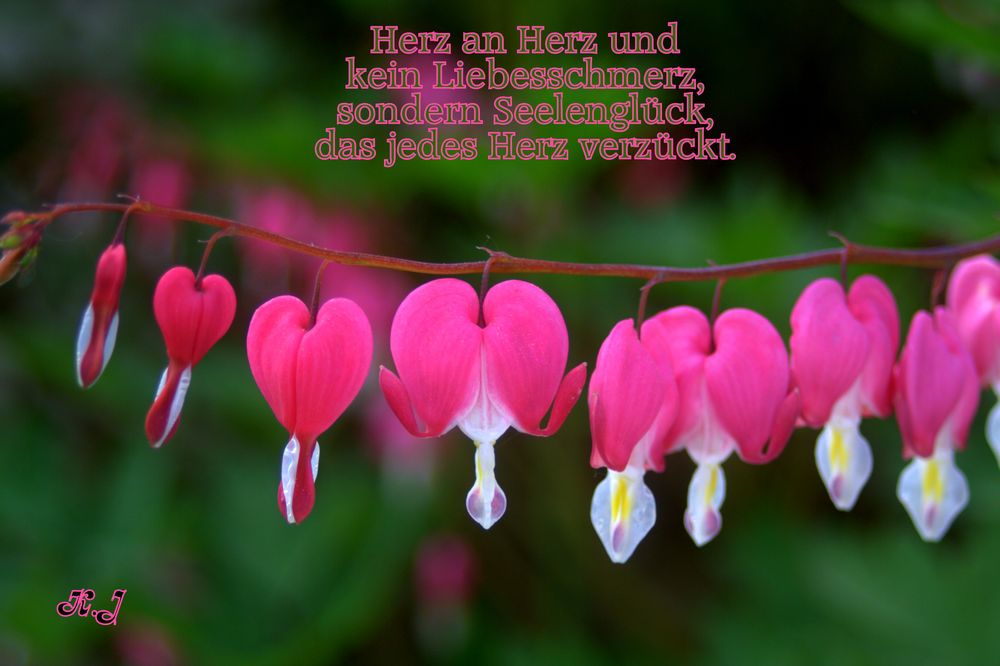 Tränendes Herz Foto & Bild karten und kalender, natur&nahrung, Bilder