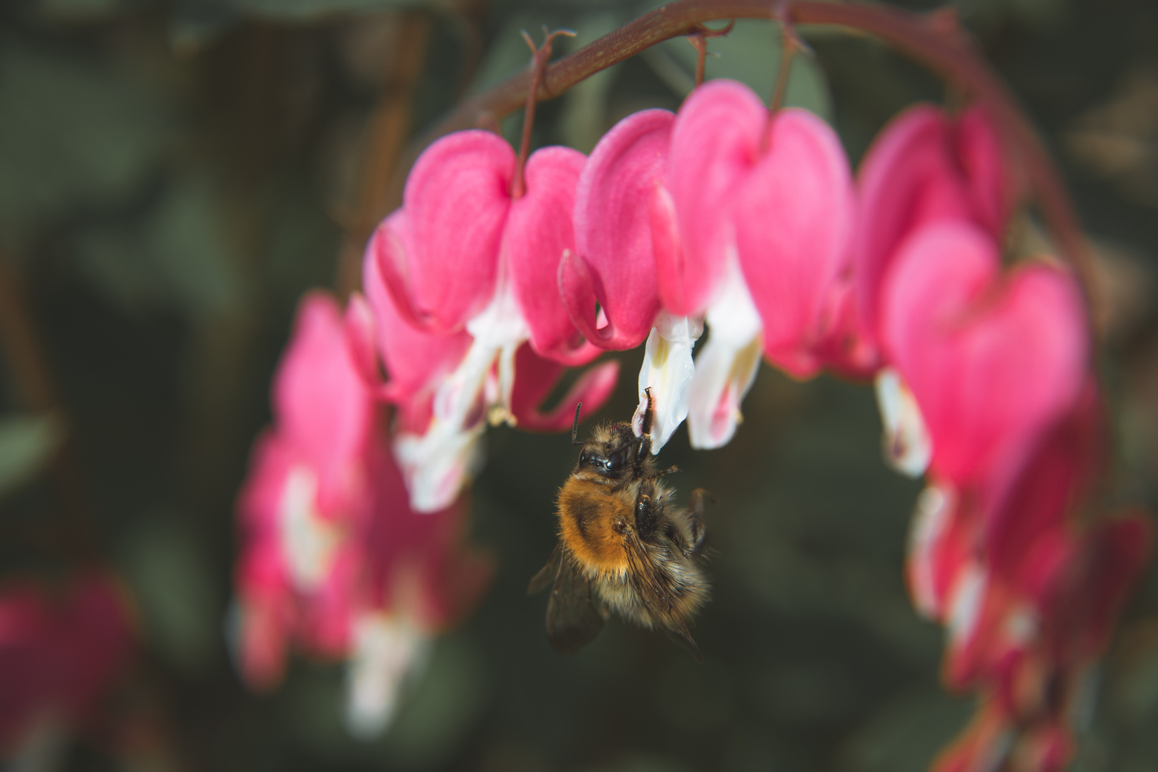 Tränendes Herz - Hummel