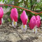 Tränendes Herz im Garten