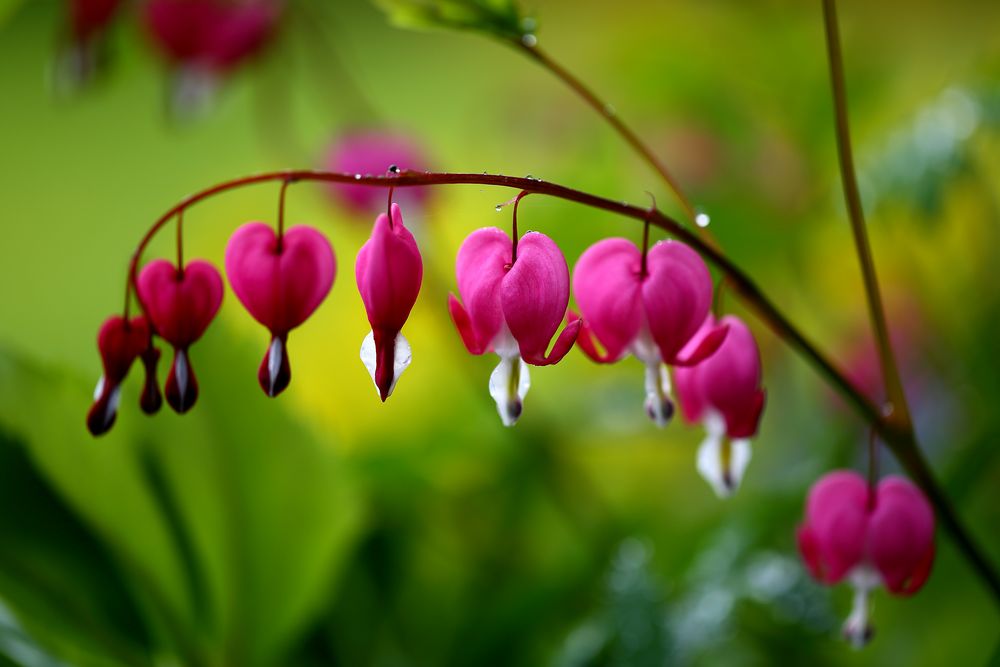 Tränendes Herz (Lamprocapnos spectabilis)