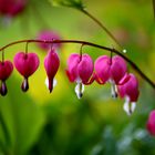 Tränendes Herz (Lamprocapnos spectabilis)