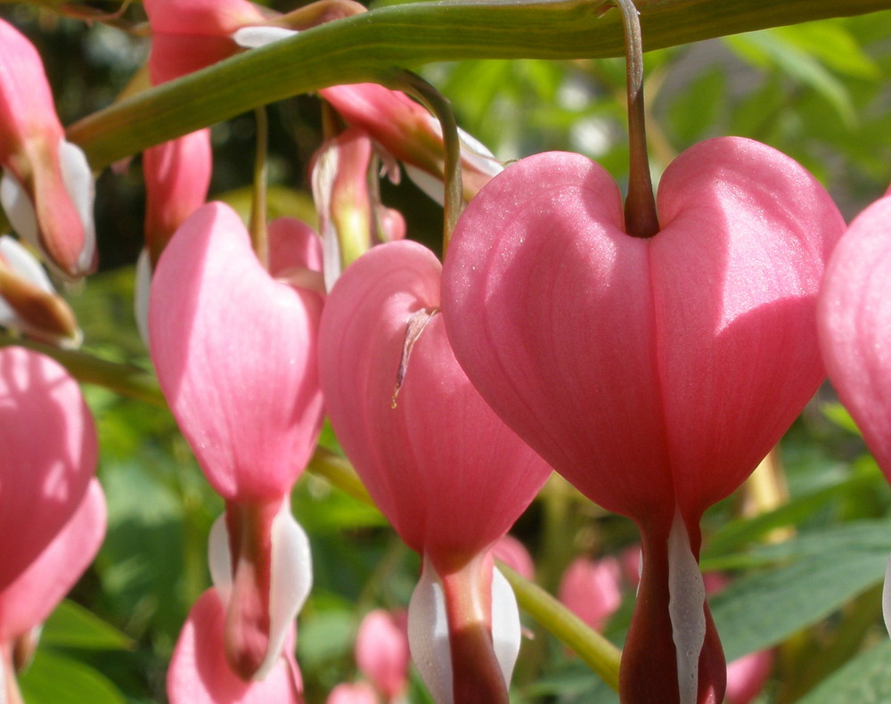 Tränendes Herz (Lamprocapnos spectabilis)