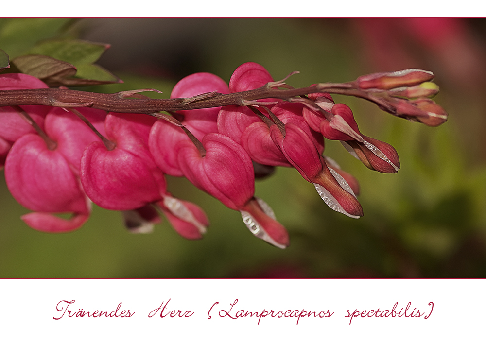 Tränendes Herz - Lamprocapnos spectabilis....