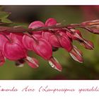 Tränendes Herz - Lamprocapnos spectabilis....