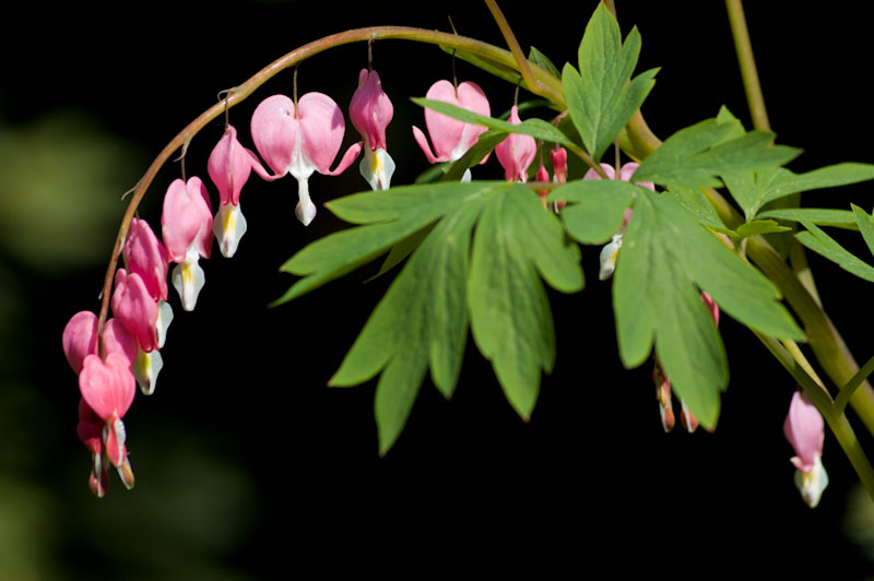 Tränendes Herz (Lamprocapnos spectabilis)