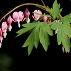 Tränendes Herz (Lamprocapnos spectabilis)