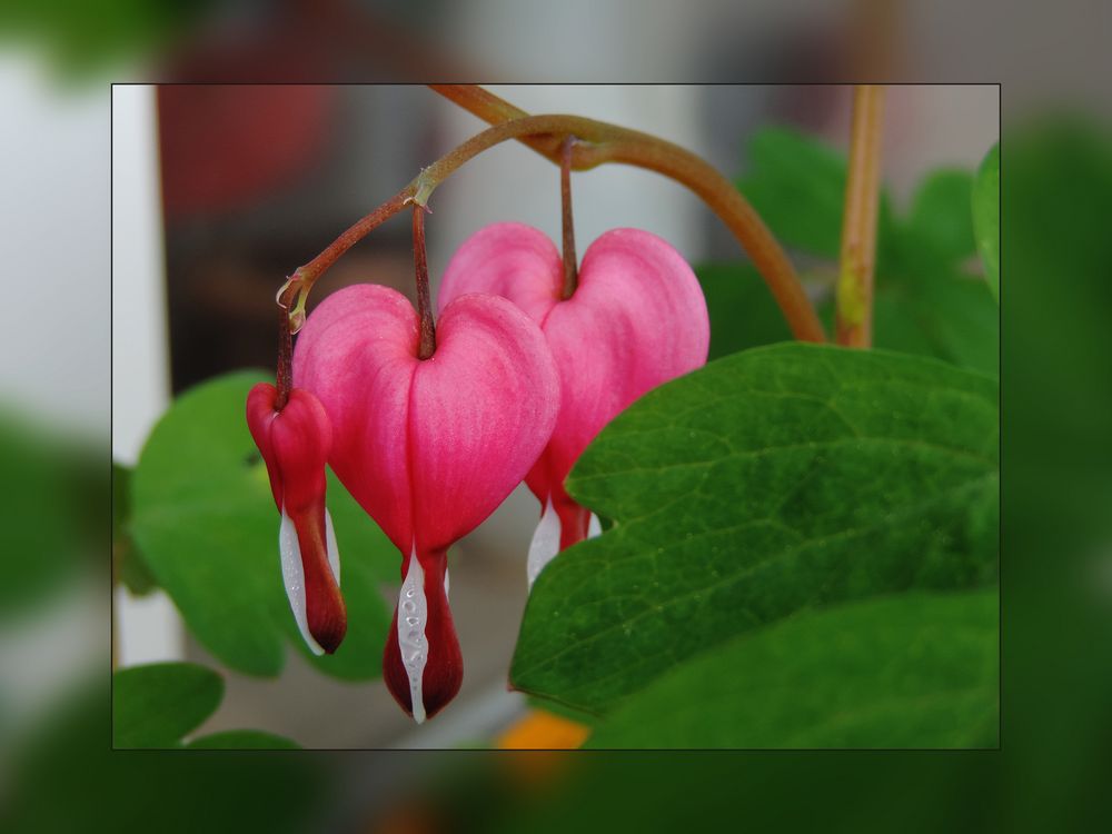 Tränendes Herz (Lamprocapnos spectabilis)