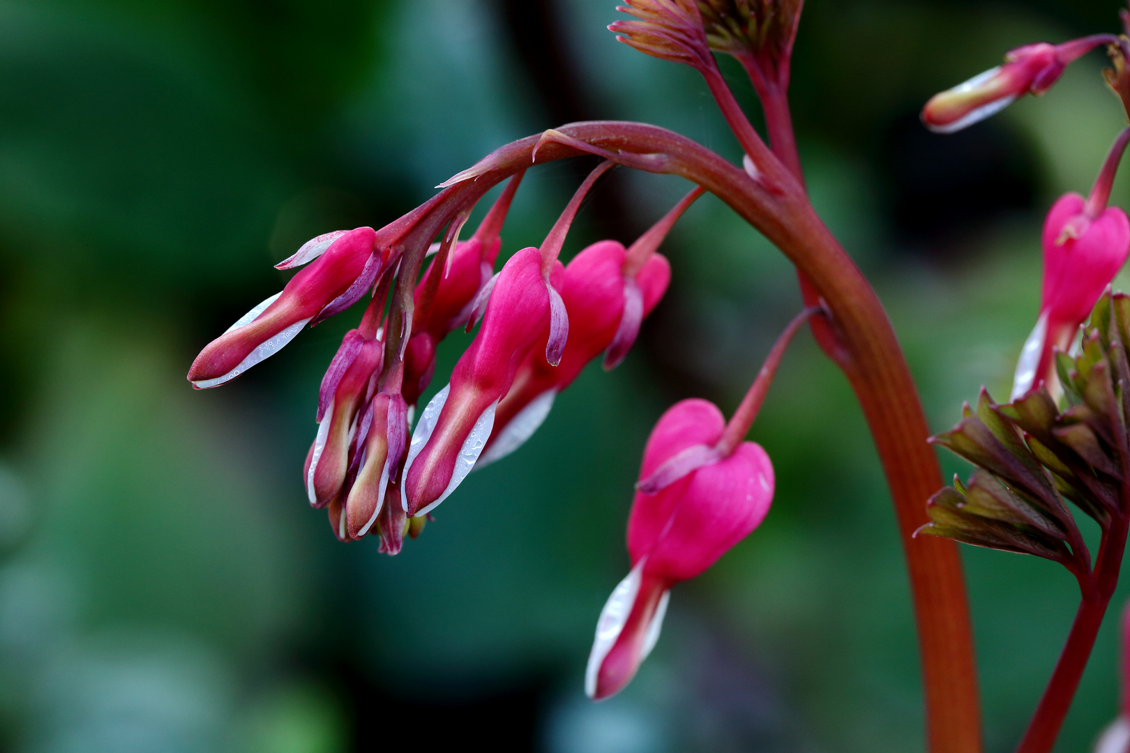 Tränendes Herz (Lamprocapnos spectabilis)