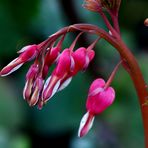 Tränendes Herz (Lamprocapnos spectabilis)