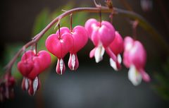 Tränendes Herz (Lamprocapnos spectabilis)