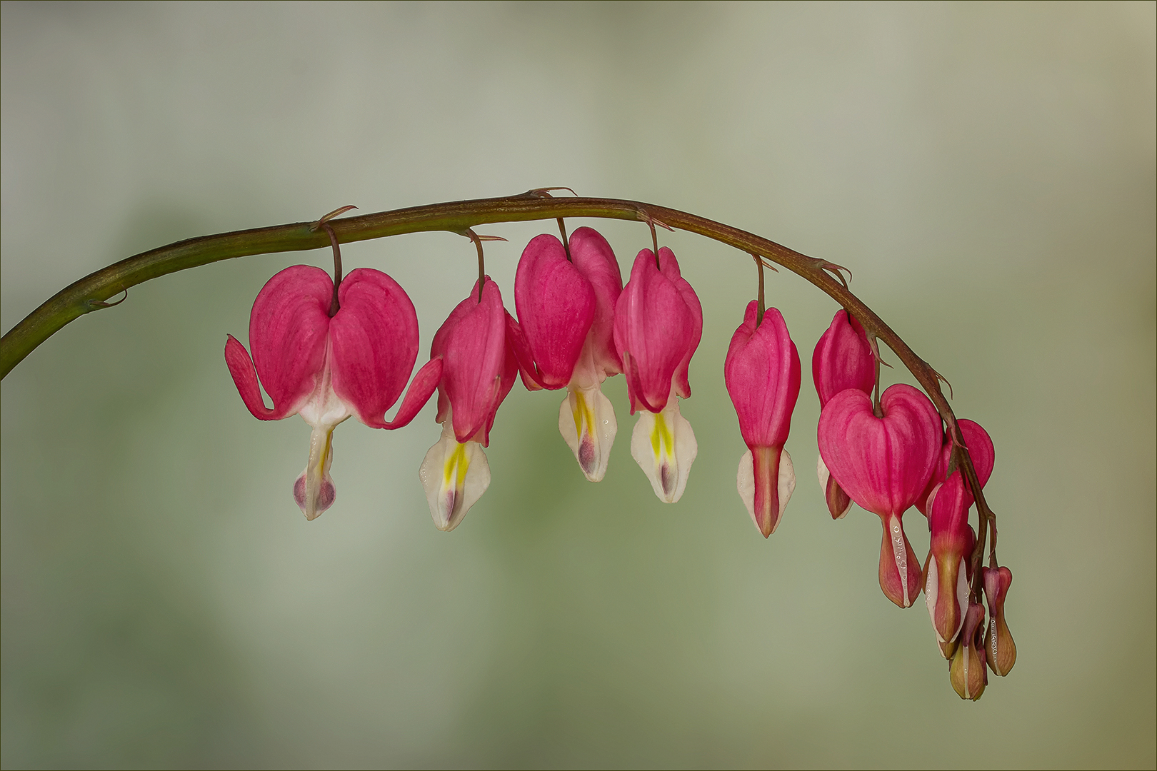 Tränendes Herz - Lamprocapnos spectabilis...