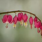 Tränendes Herz - Lamprocapnos spectabilis...