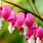 Tränendes Herz (Lamprocapnos spectabilis), bleeding heart