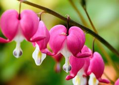 Tränendes Herz (Lamprocapnos spectabilis), bleeding heart