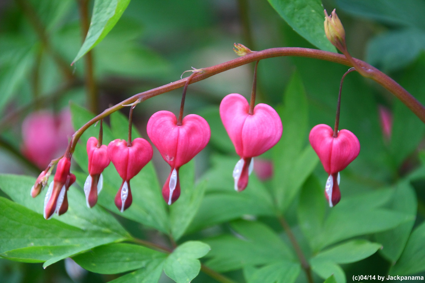 Tränendes Herz (Lamprocapnos spectabilis)