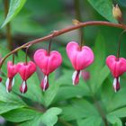 Tränendes Herz (Lamprocapnos spectabilis)