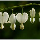 Tränendes Herz (Lamprocapnos spectabilis),