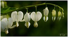 Tränendes Herz (Lamprocapnos spectabilis),