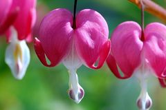 Tränendes Herz (Lamprocapnos spectabilis)