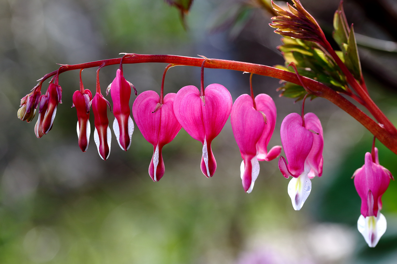 Tränendes Herz (Lamprocapnos spectabilis) (II)