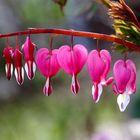 Tränendes Herz (Lamprocapnos spectabilis) (II)