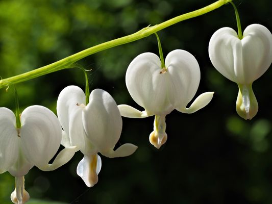 Tränendes Herz (Lamprocapnos spectabilis), Sorte 'Alba'