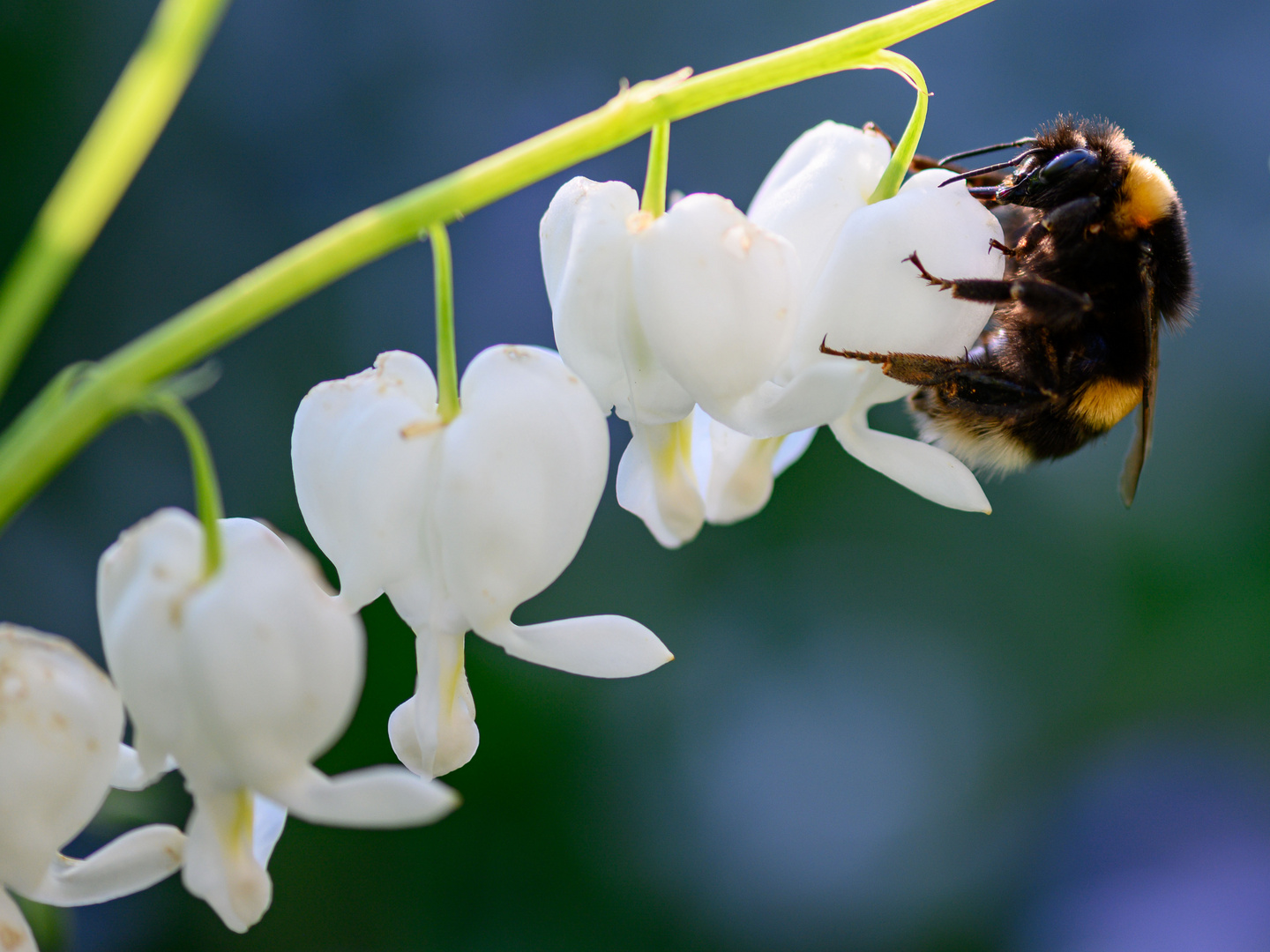 Tränendes Herz mit Erdhummel