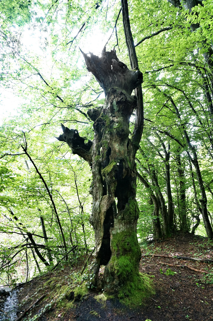 Tränenlay an der Sauer