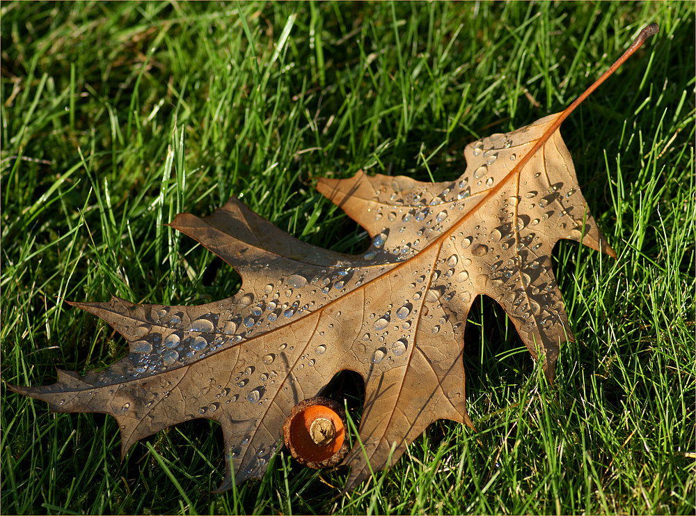 Tränenreicher Herbst