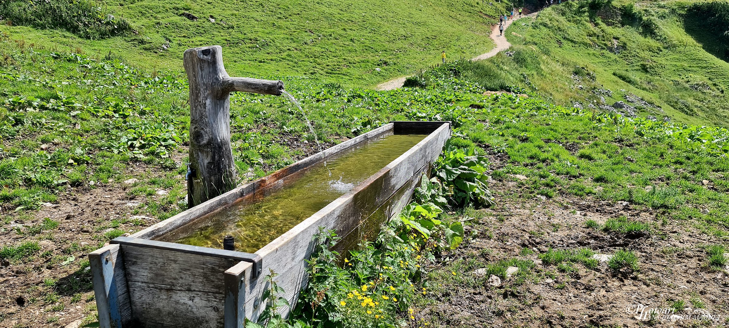 Tränke - Dalfaz-Alm