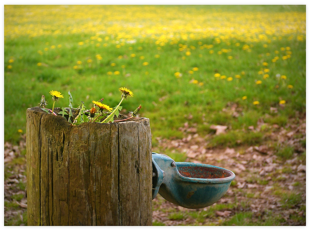 Tränke im Frühling...