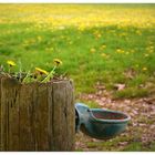 Tränke im Frühling...