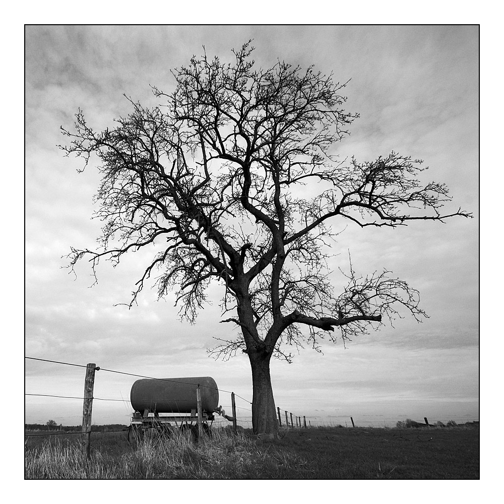 Tränke mit Baum