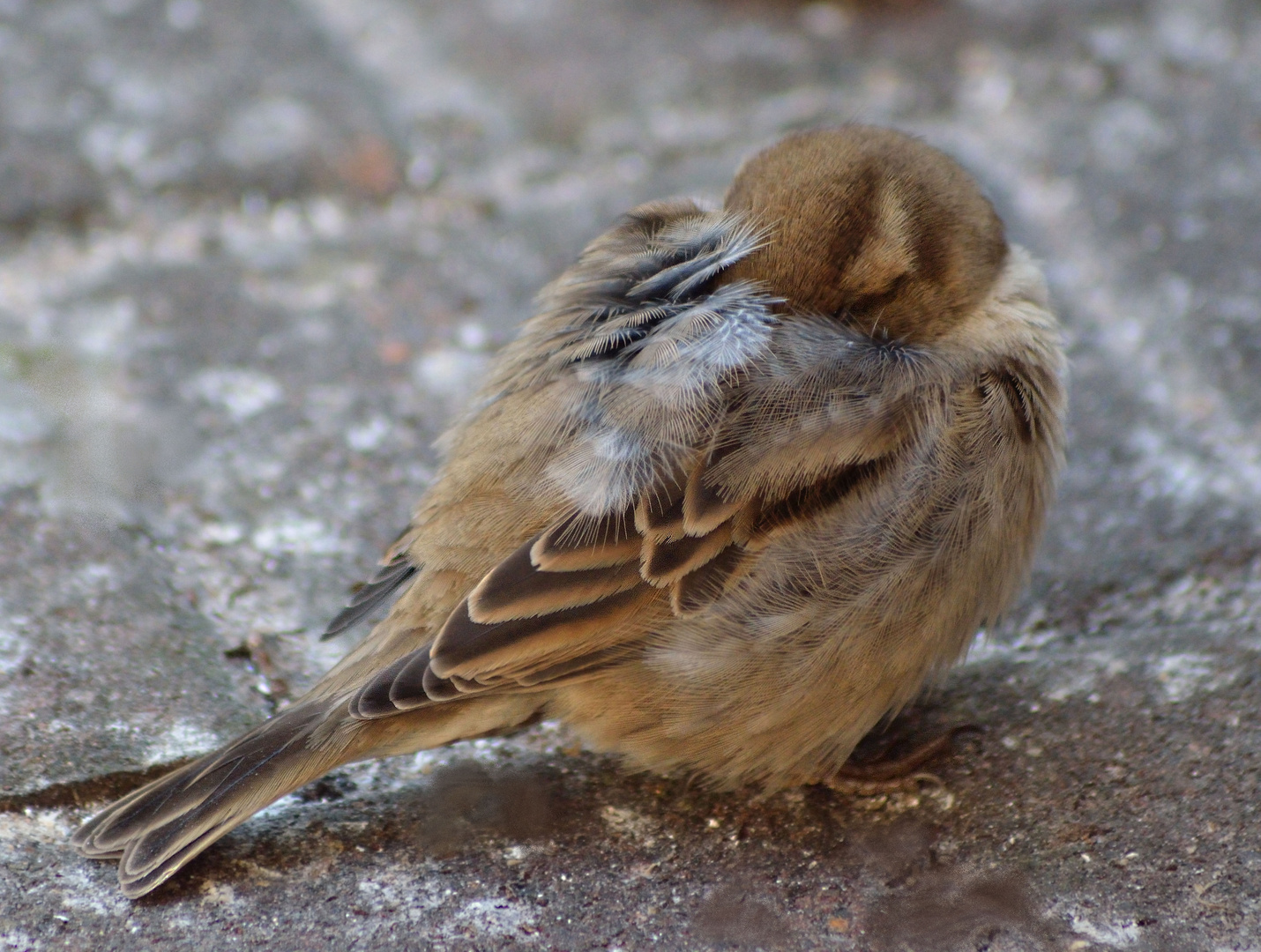 Träum schön ...kleiner Spatz...