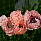 Träume aus Mohn