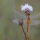 Träume - Hoffnungen - Wünsche