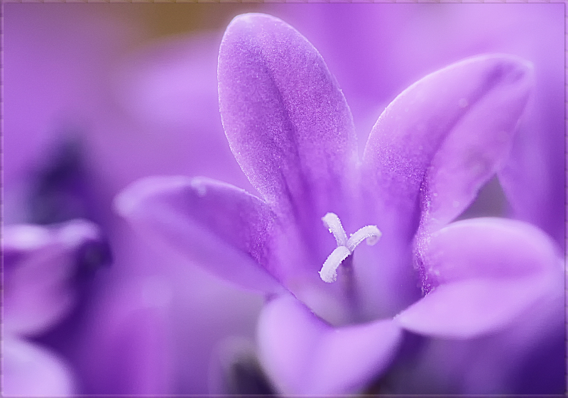 träume im blumenschlaraffenland ...