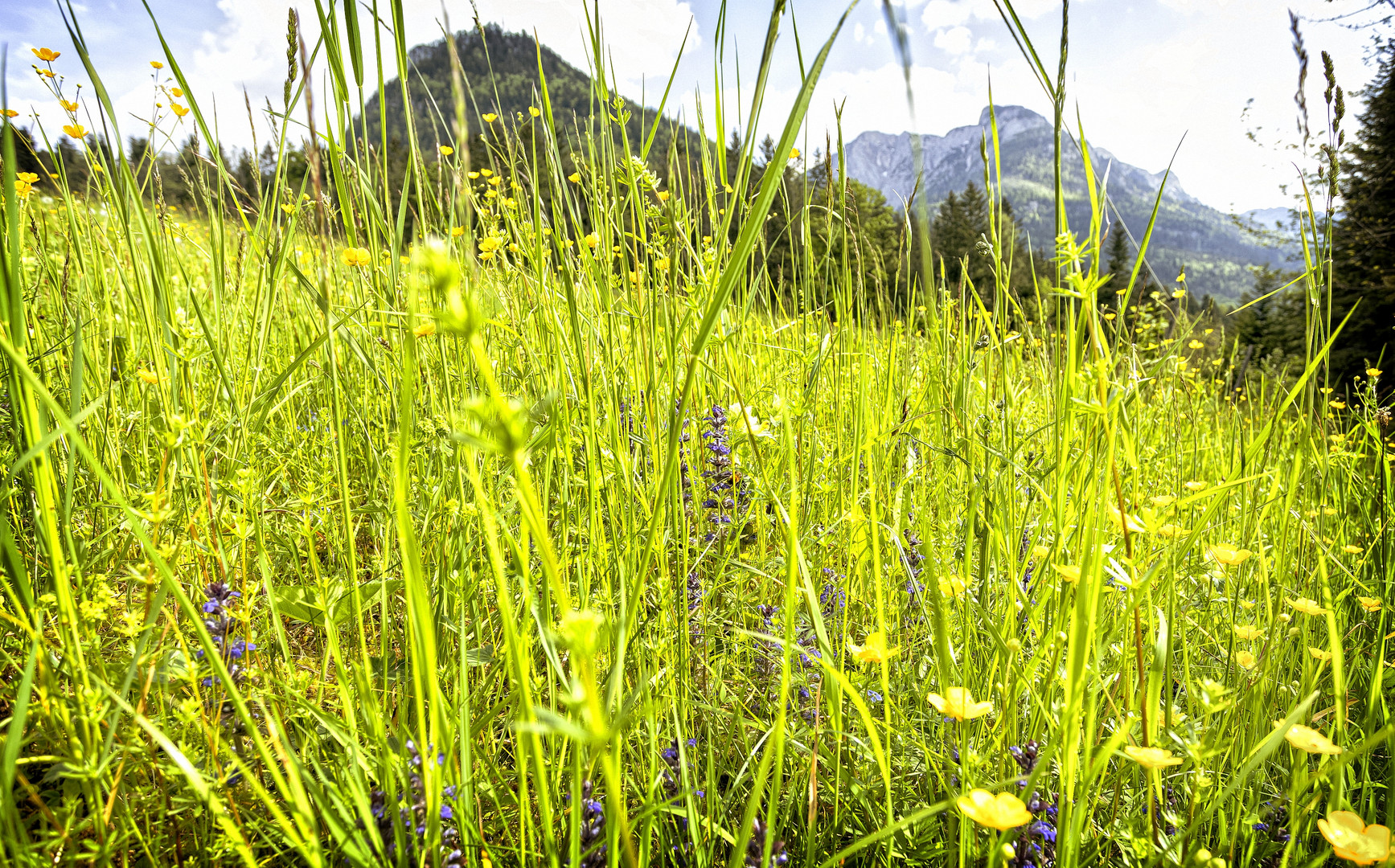 Träume in der Wiese