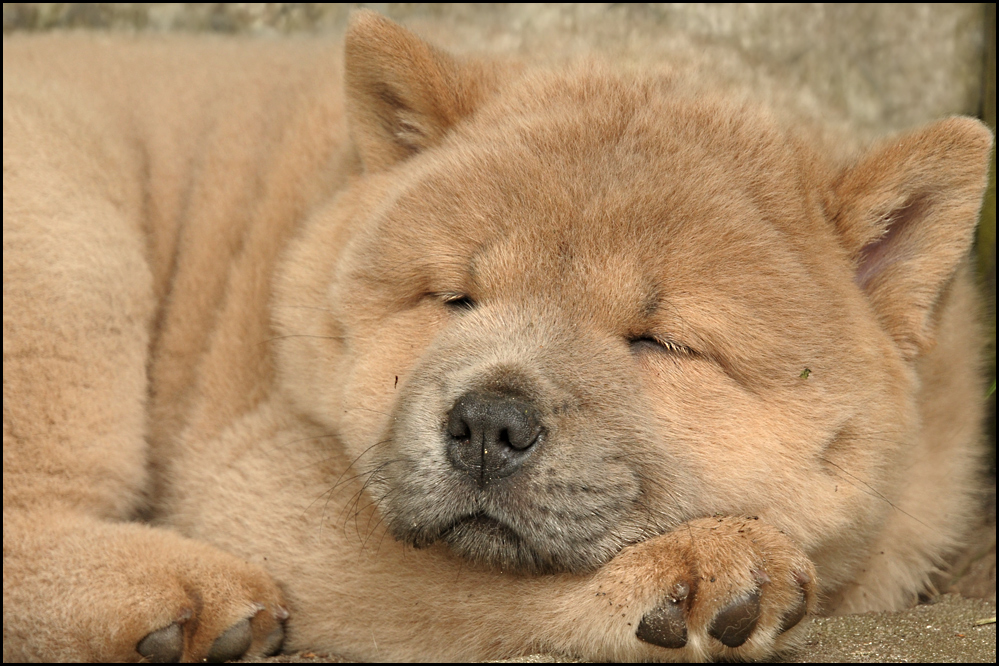 Träume süß, kleines Chow-Chow-Baby