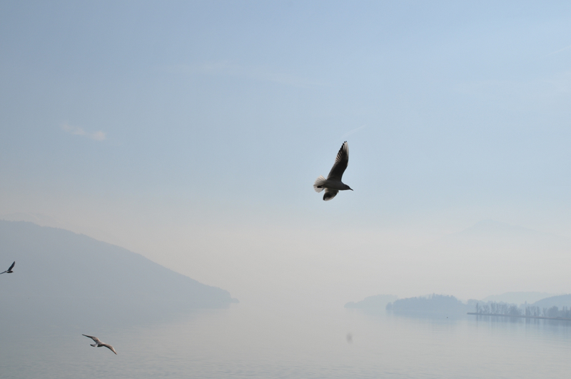 Träume vom Fliegen